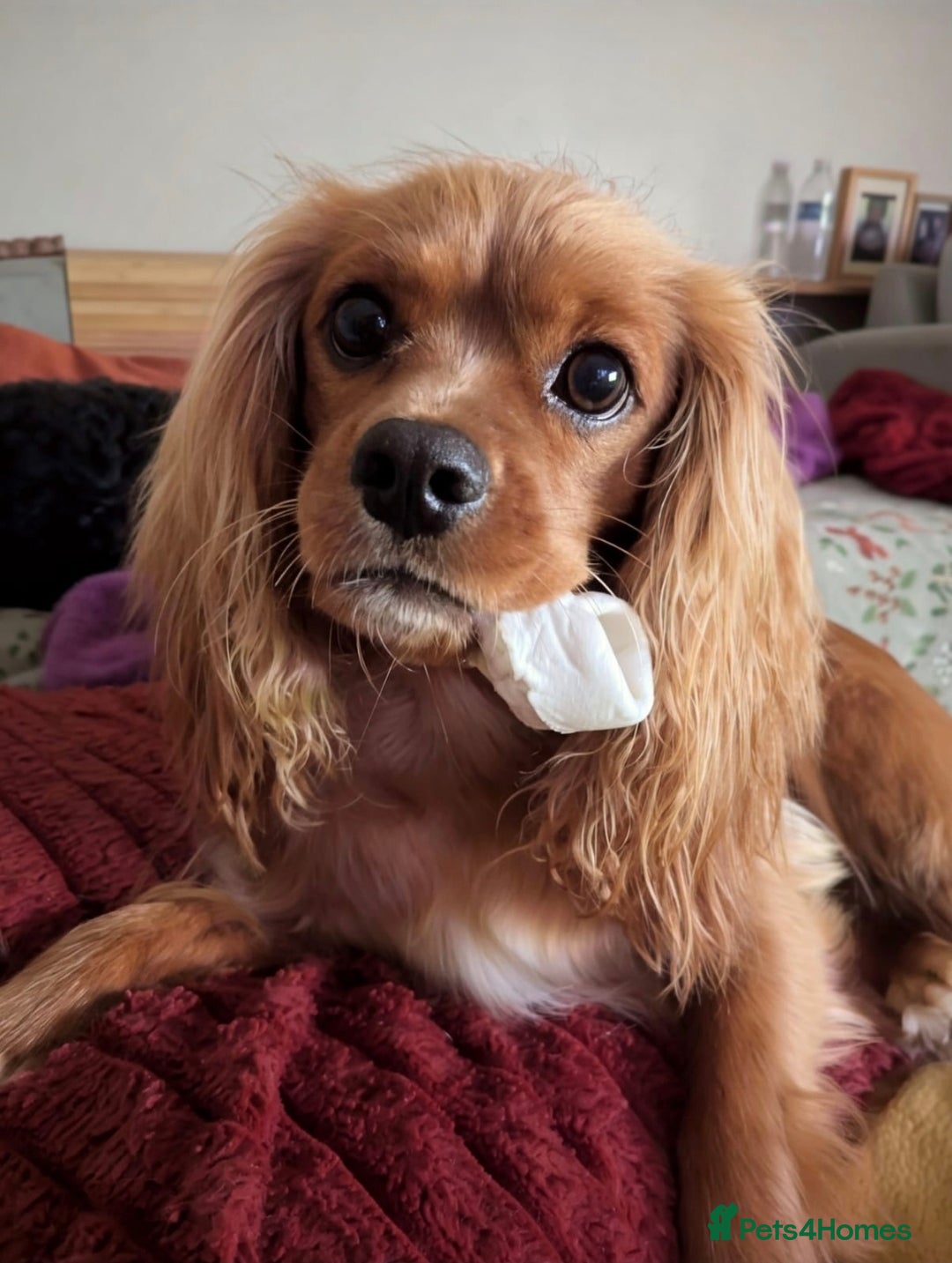 Cavapoo dogs Cavapoo Cuties - Advert 1