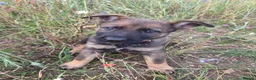 German Shepherd dogs for sale: Working line german shepherd puppies - Advert 25