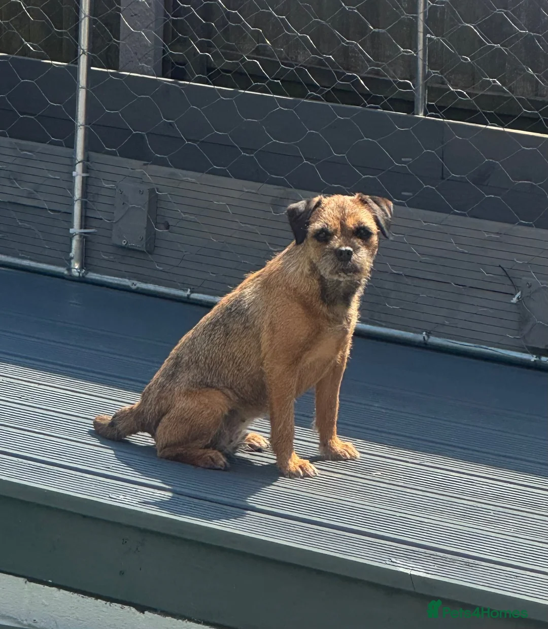 Border Terrier dogs for sale: KC Border terrier girl  - Advert 3