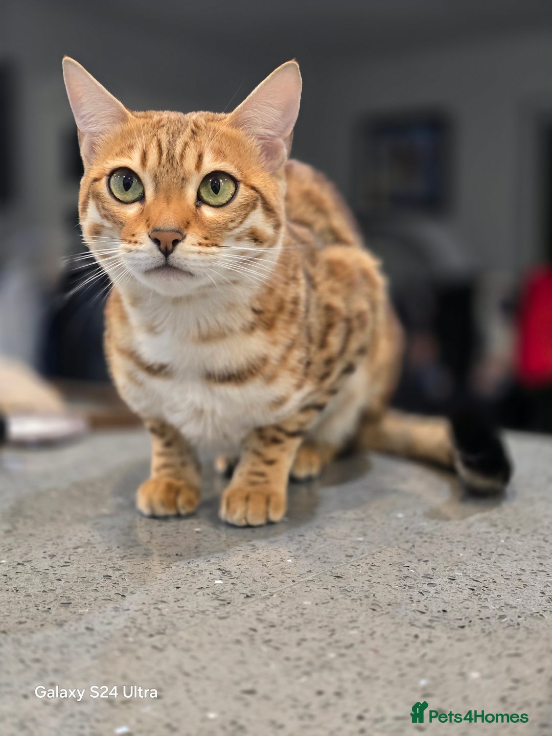Bengal cats for sale: Beautiful Bengal Female  - Image 2