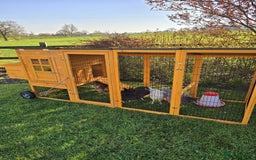 Chickens poultry for sale: 5 Laying Hens Free - Image 10