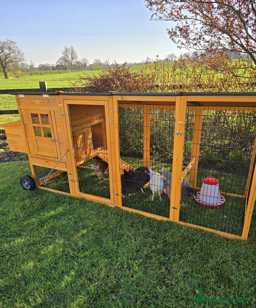 Chickens poultry for sale: 5 Laying Hens Free - Image 10