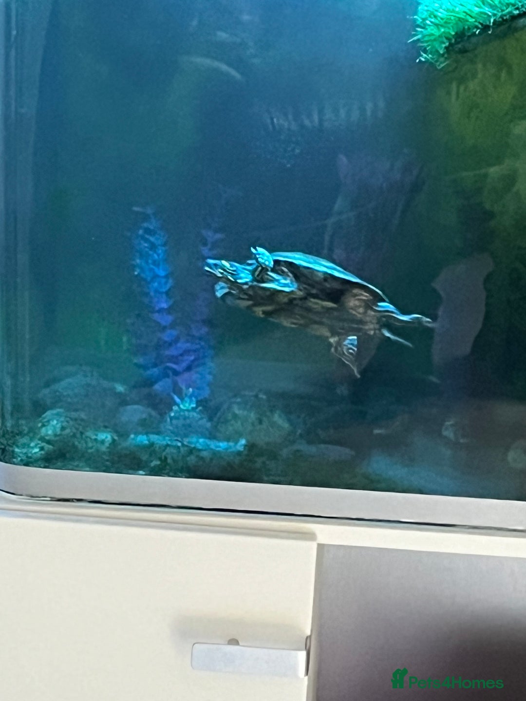 Terrapin reptiles for sale: Max the Terrapin  - Image 2