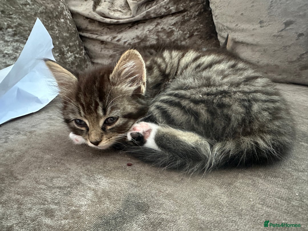 British Shorthair cats for sale: 4 female kittens  - Image 3