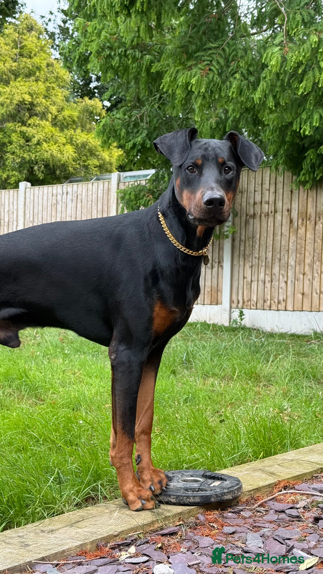 Dobermann dogs for sale: Male Dobermann 18 Months Old Crate Trained - Image 3