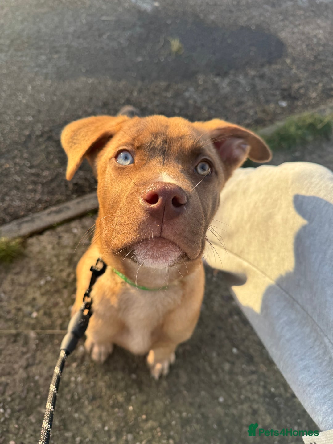 Mixed Breed dogs for sale: Male puppy for sale  - Advert 6