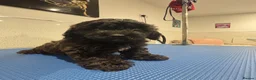 Cockapoo dogs for sale: 3 Gorgeous Boys in Merthyr Tydfil - Advert 6