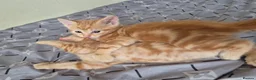 Mixed Breed cats for sale: 🐾 Beautiful Kittens Looking for Loving Homes 🐾 in Willenhall - Advert 29