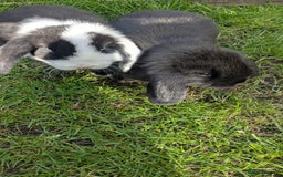 Mini Lop rabbits for sale: Mini lop babies. - Image 7