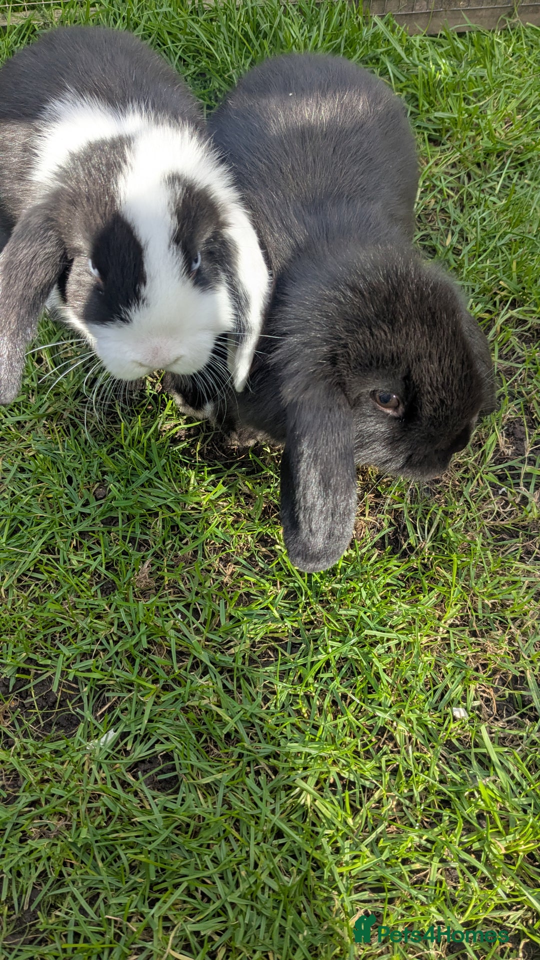 Mini Lop rabbits for sale: Mini lop babies. - Image 7