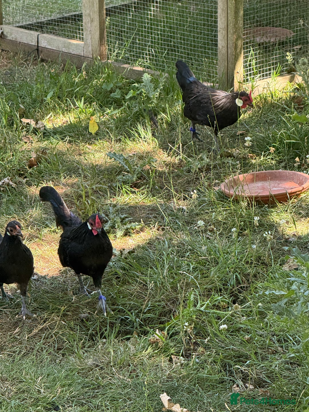 Chickens poultry for sale: Black Rosecomb Bantam pairs for sale  - Image 4