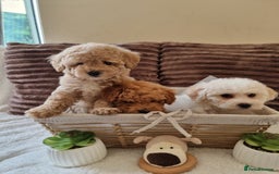Poochon dogs for sale: 🧸poochon puppies 🧸 - Image 5