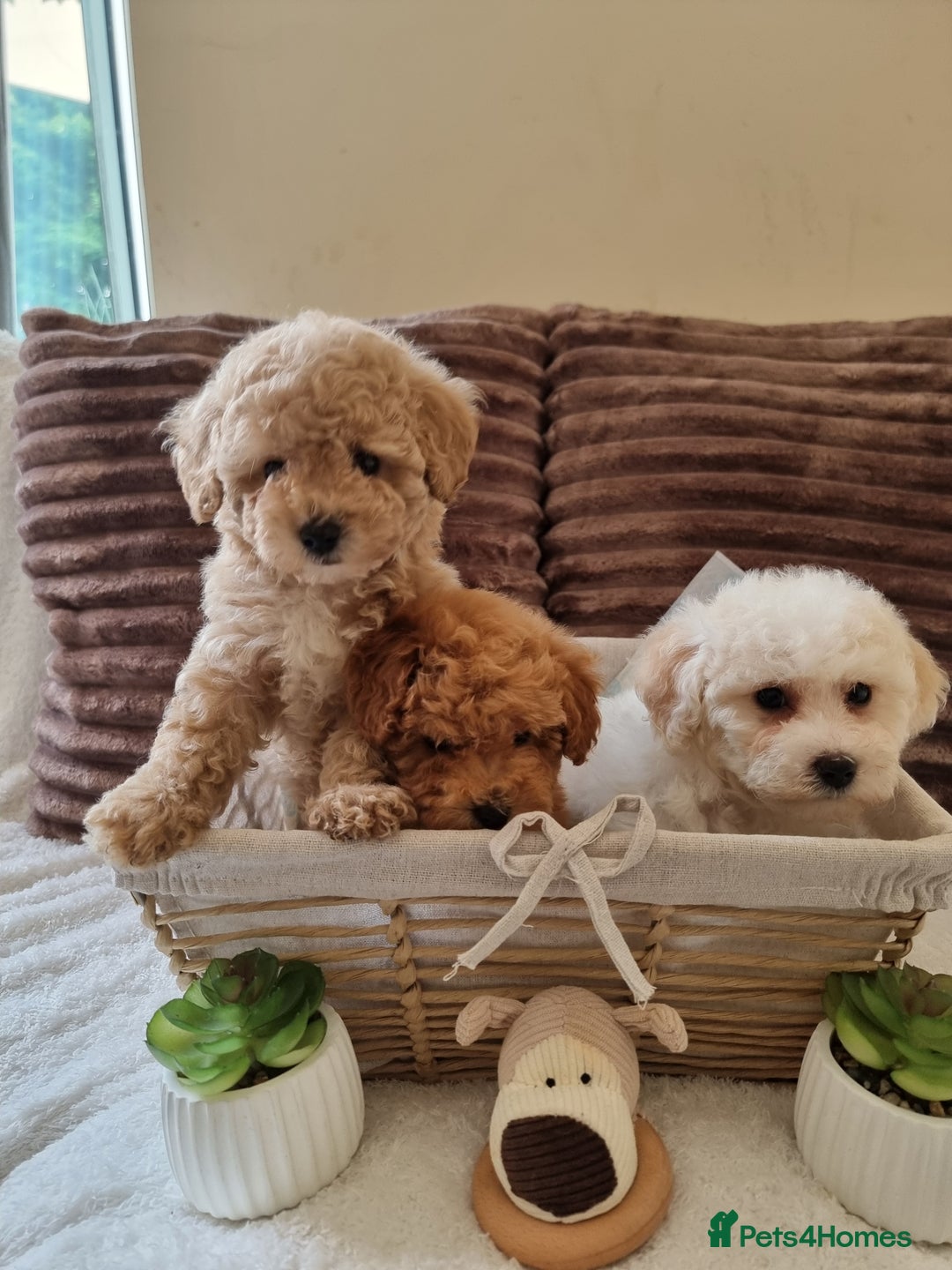 Poochon dogs for sale: 🧸poochon puppies 🧸 - Image 5