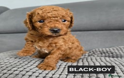 Toy Poodle dogs for sale: STUNNING RED TOY POODLE 🤩🐶 - Image 26