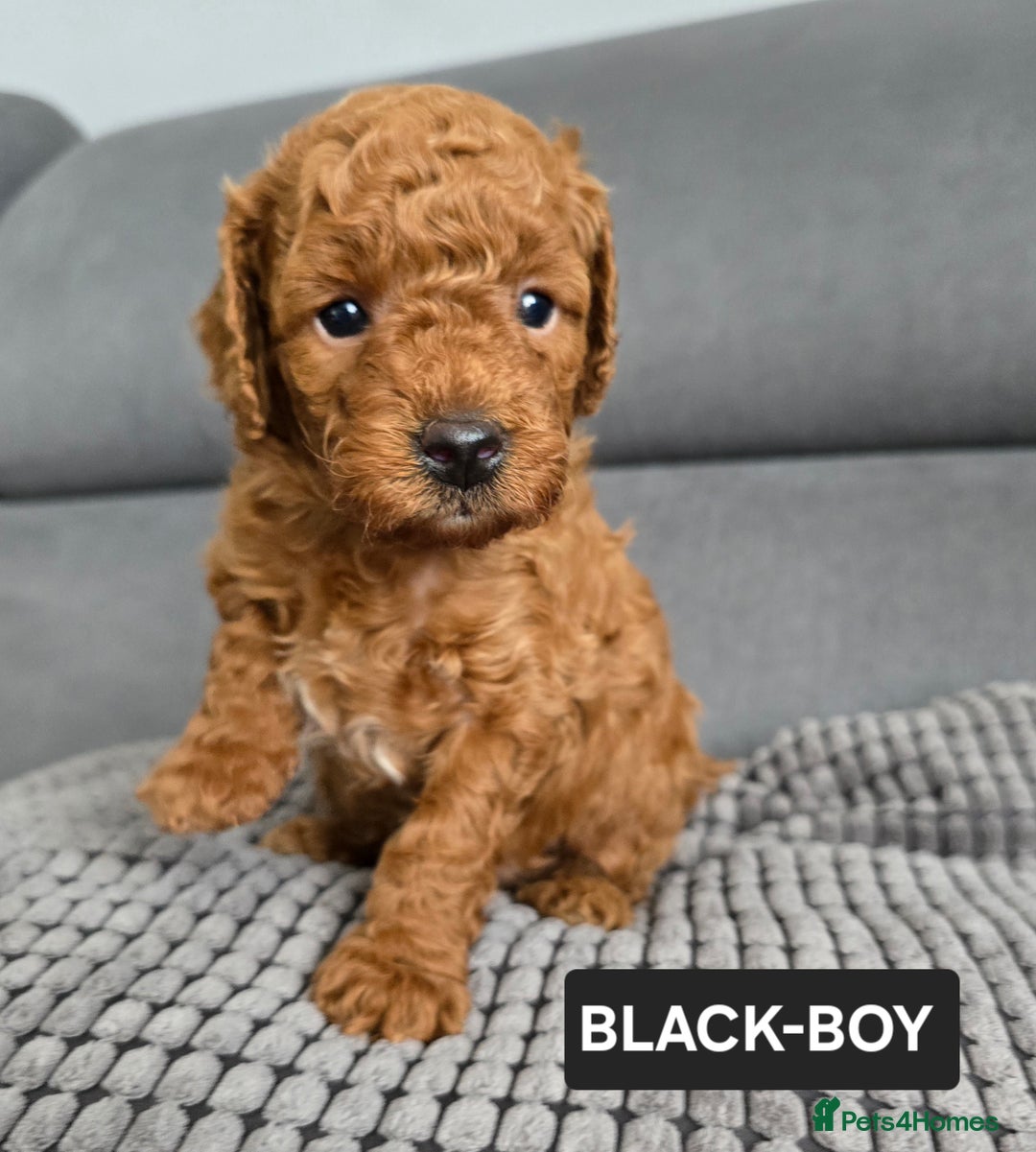 Toy Poodle dogs for sale: STUNNING RED TOY POODLE 🤩🐶 - Image 26
