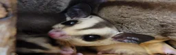 Sugar Glider rodents for sale: White Face Sugar Glider Joeys - Advert 7