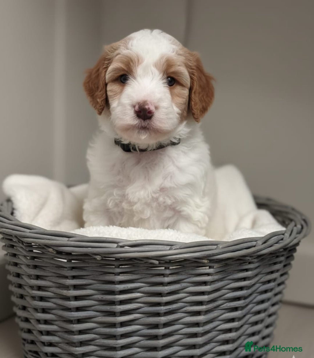 Double Doodle dogs for sale: Parti Double Doodles🐾  - Advert 20