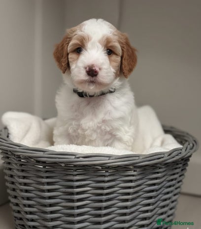 Double Doodle dogs Parti Double Doodles🐾 - Advert 1