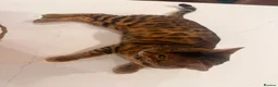 Bengal cats for stud: Handsome Brown spotted Bengal boy for stud - Advert 9