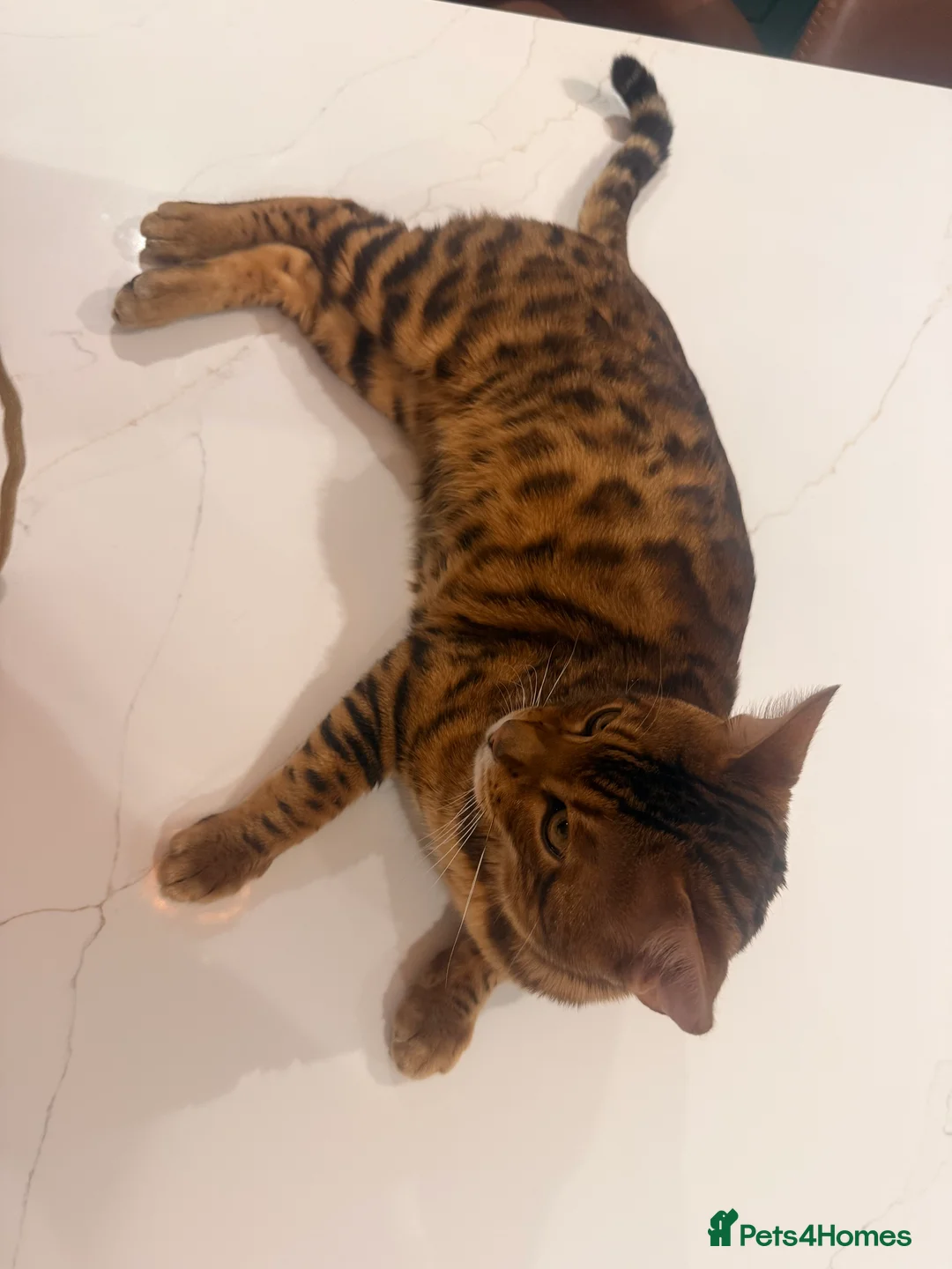 Bengal cats for stud: Handsome Brown spotted Bengal boy for stud - Advert 9