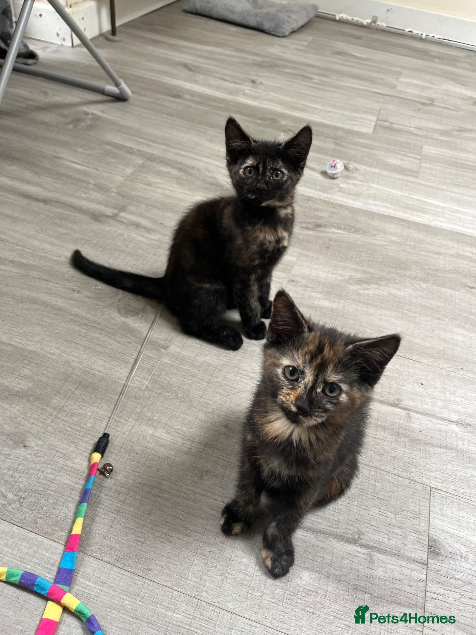 Mixed Breed cats SALT & PEPPER ❤️ - Advert 8