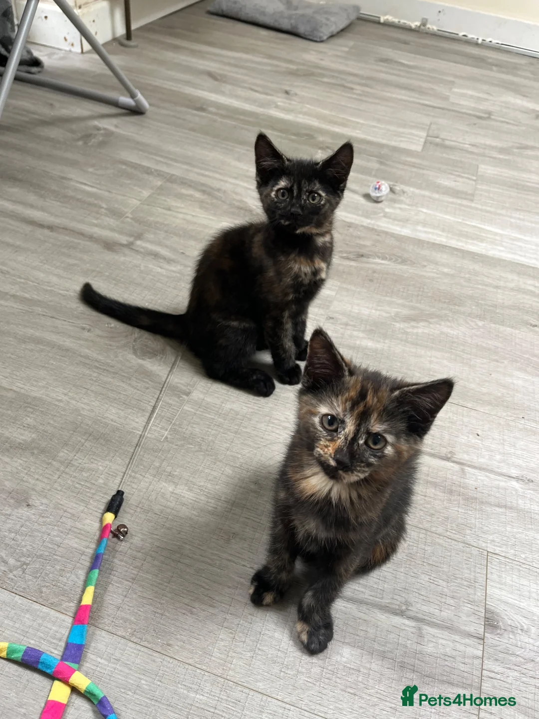 Mixed Breed cats for sale: SALT & PEPPER ❤️ - Advert 1