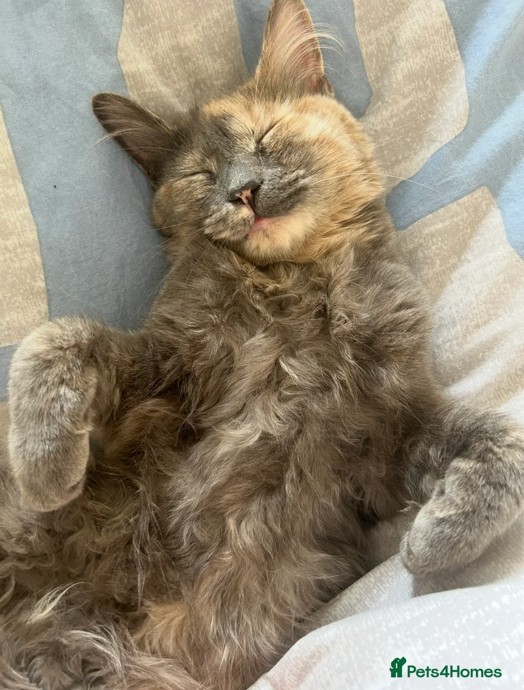 Mixed Breed cats for sale: Stunning rare dilute calico ragdoll cross in Biggar - Advert 7
