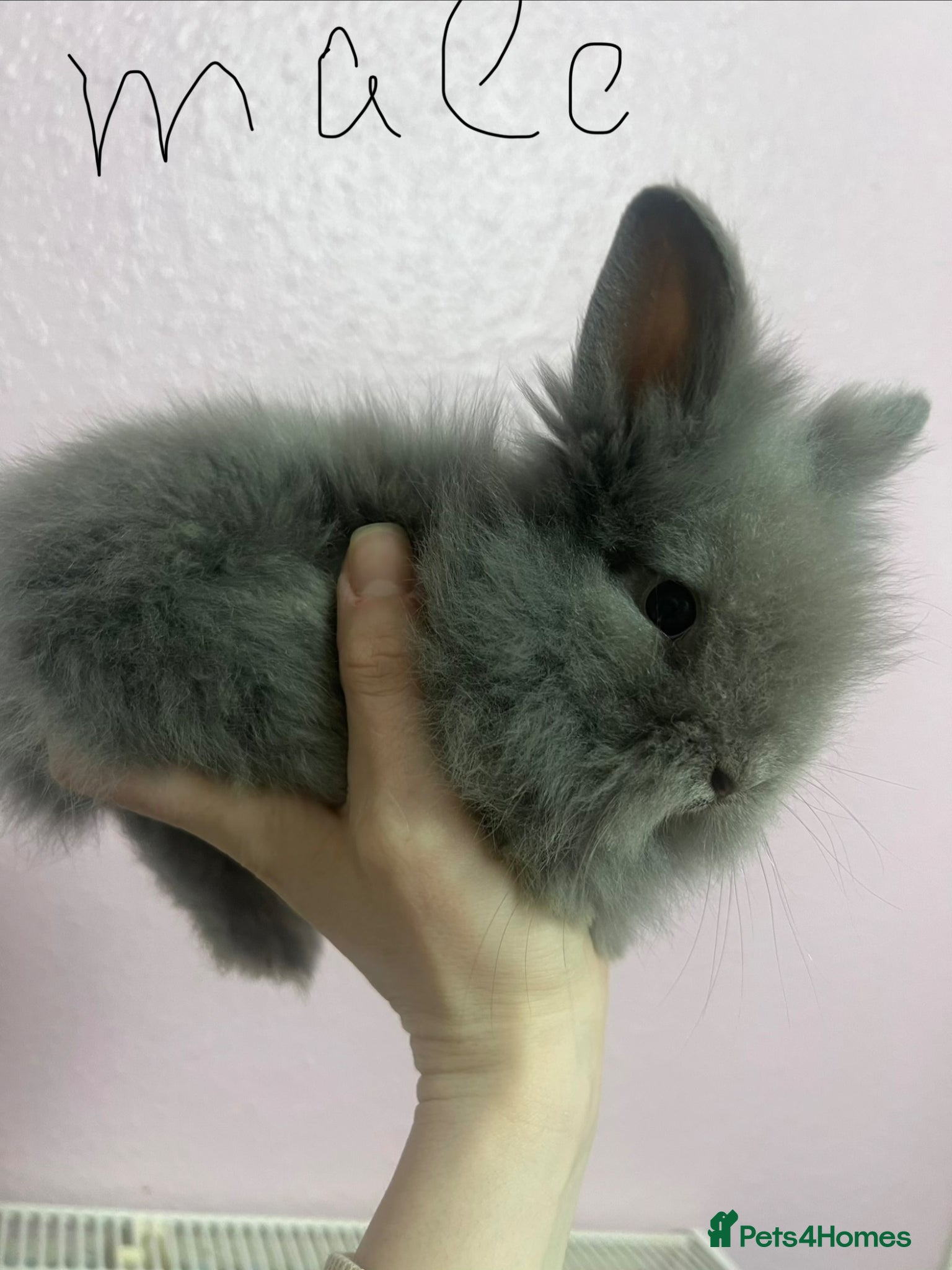 Lionhead rabbits Lionhead Rabbits  - Advert 2