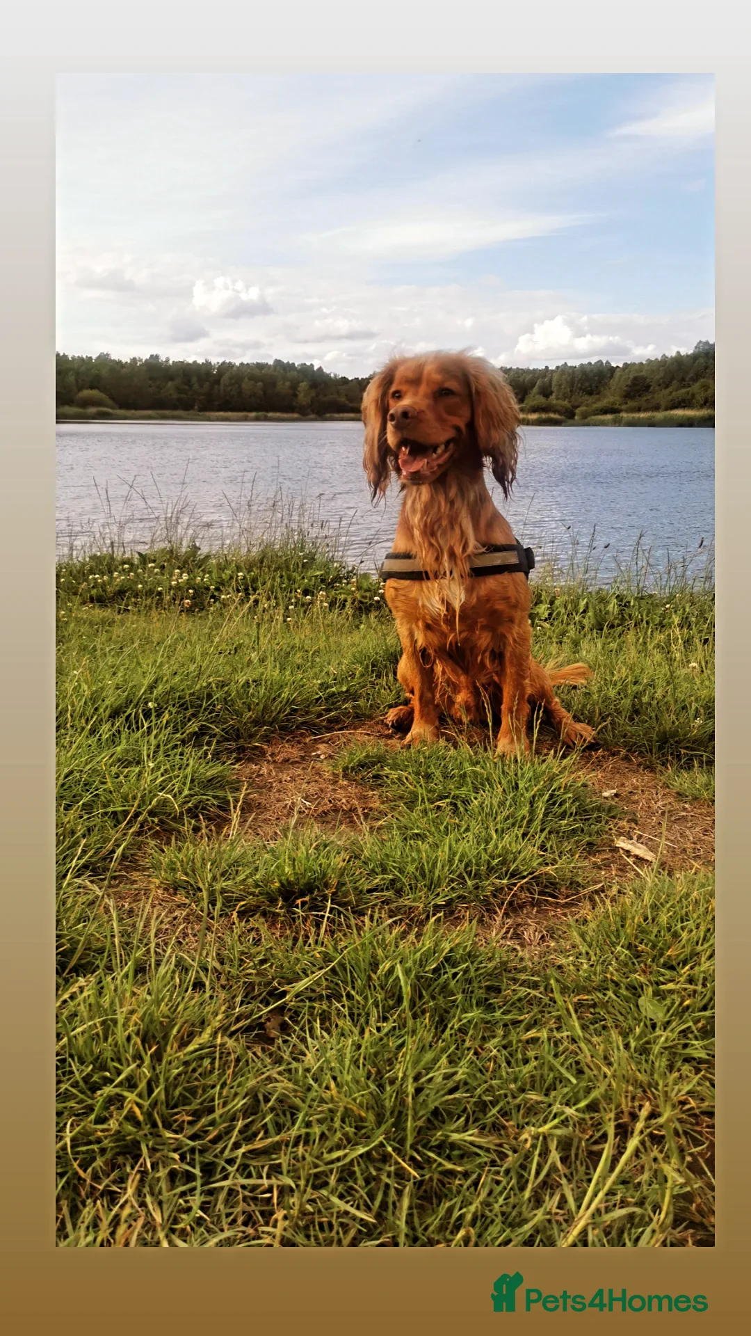 Cocker Spaniel dogs for stud: PROVEN Working Cocker Spaniel in Wigan - Advert 11