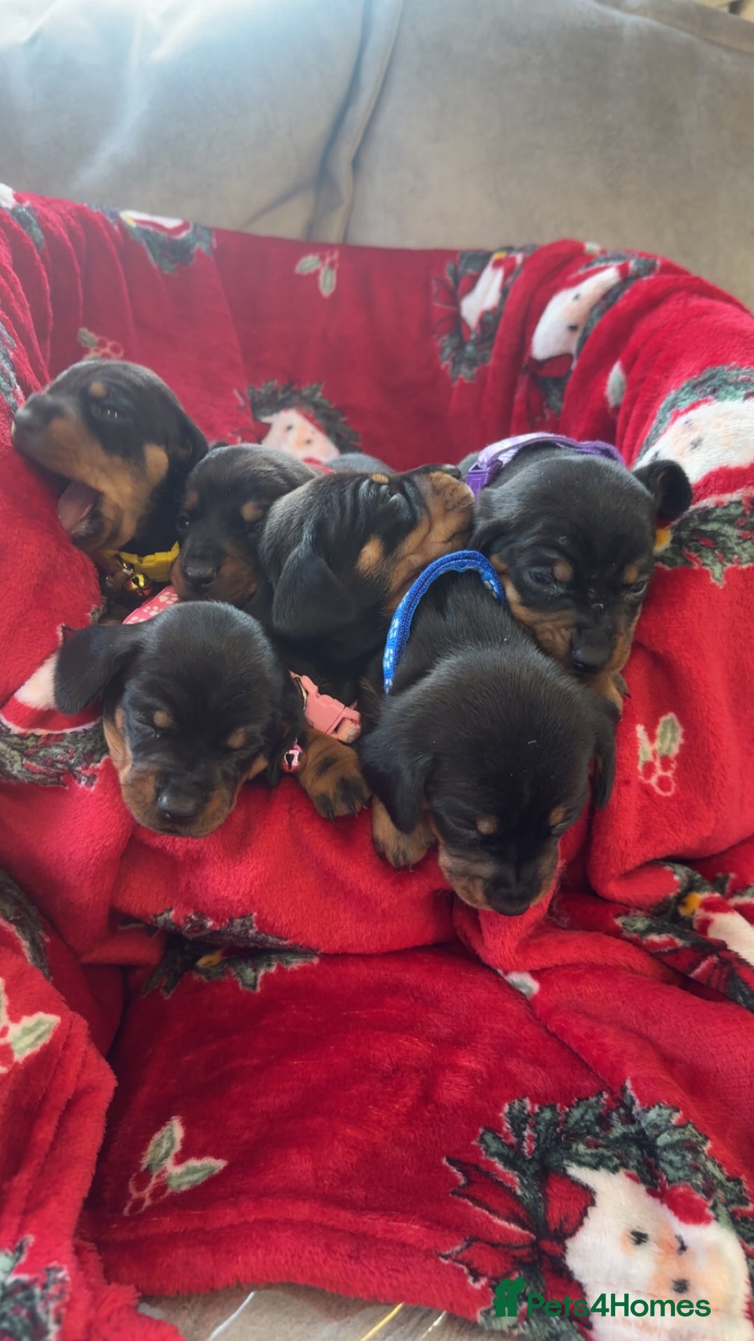 Dachshund dogs for sale: Lovely little Dashound puppies - Advert 5