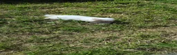Bichon Frise dogs for sale: Bichon frise puppy forsale  - Advert 4