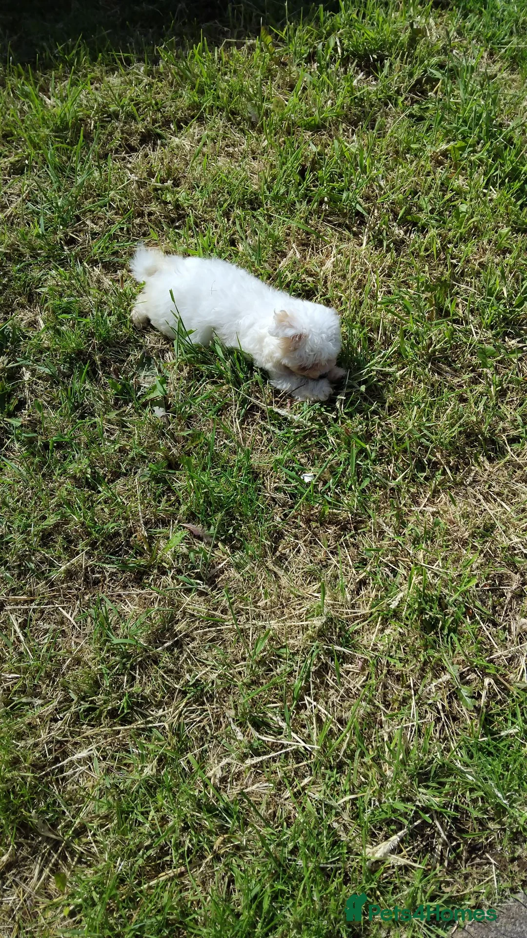 Bichon Frise dogs for sale: Bichon frise puppy forsale  - Advert 4