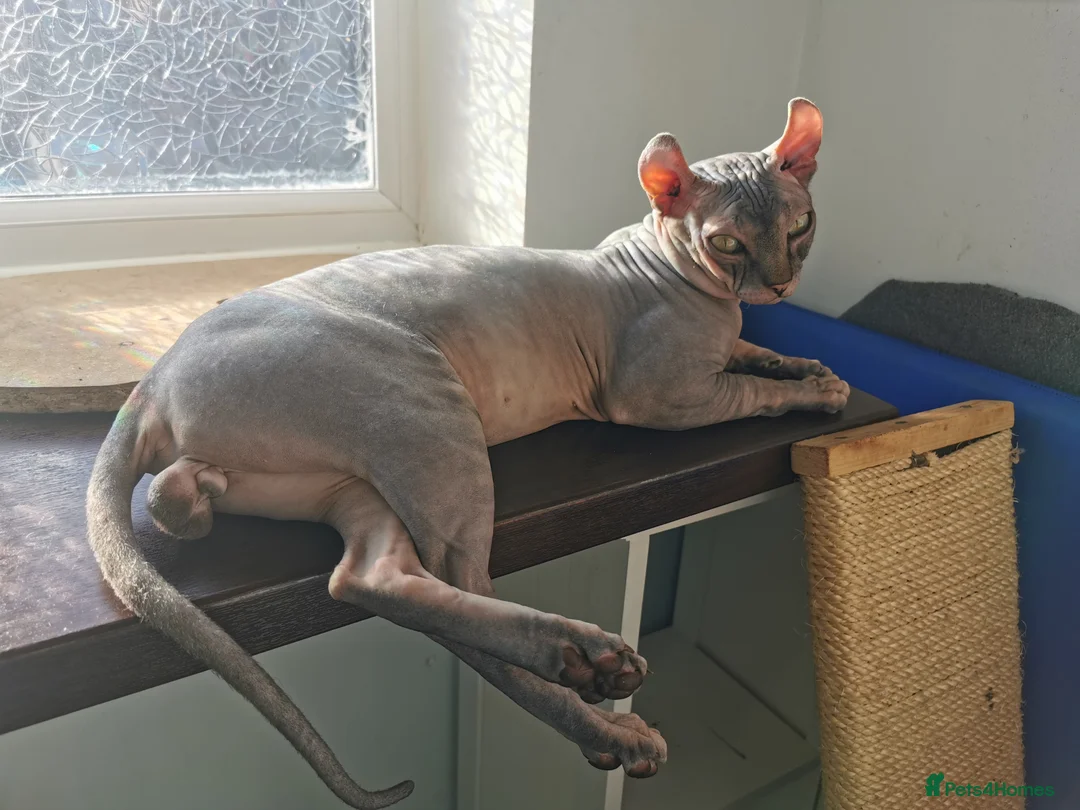 Sphynx cats for stud: Black tabby Sphynx Elf for STUD in Oldham - Advert 15