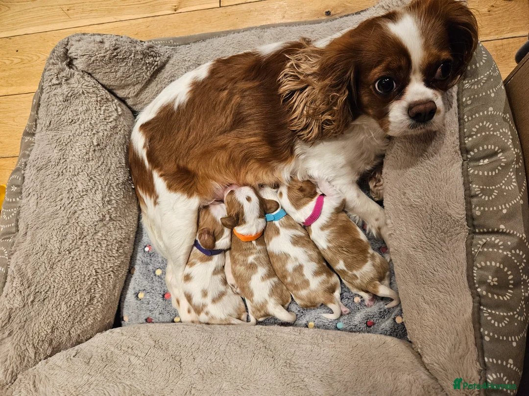 Cavalier King Charles Spaniel dogs for sale: * KC reg Cavalier King Charles Spaniel * - Advert 12