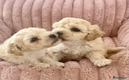 Poochon dogs for sale: F1 Poochon puppies  - Image 2