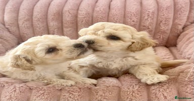 Poochon dogs - Advert 3