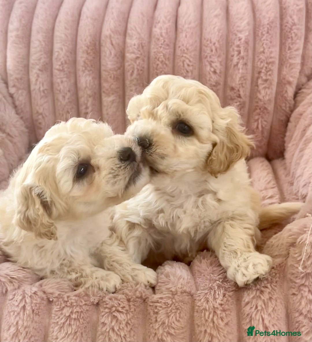 Poochon dogs for sale: F1 Poochon puppies  - Image 2