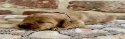 Cavapoo dogs for sale: F1 cavapoos  - Advert 13