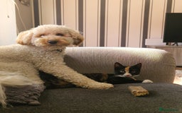 Mixed Breed cats for sale: Gorgeous calico kitten.. please read description  - Image 10