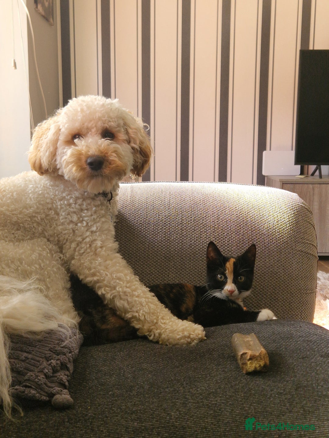 Mixed Breed cats for sale: Gorgeous calico kitten.. please read description  - Image 10