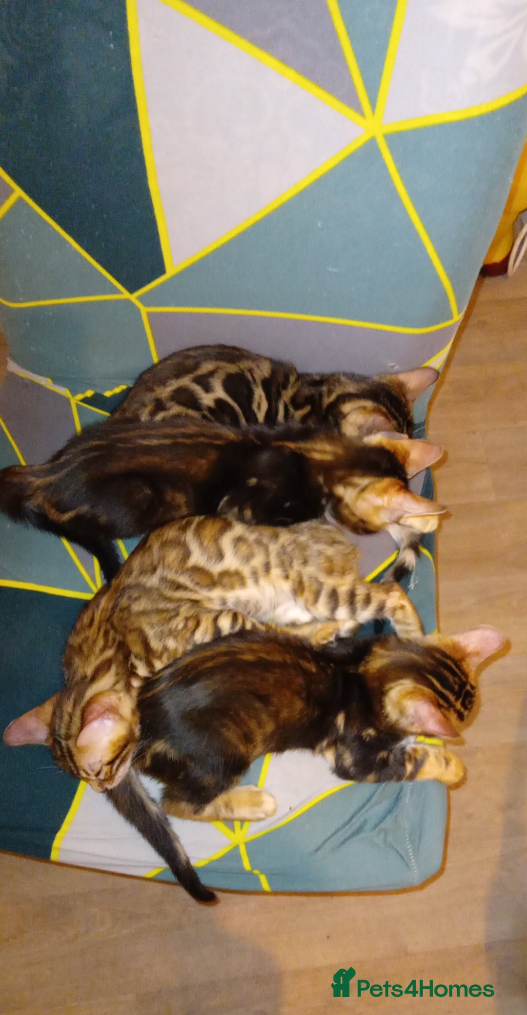 Bengal cats for sale: Pedigree Bengal Kittens - Image 7