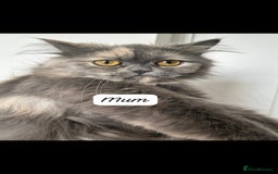 Persian cats for sale: STUNNING 2 Persian Femal Adorable Kittens! - Image 4