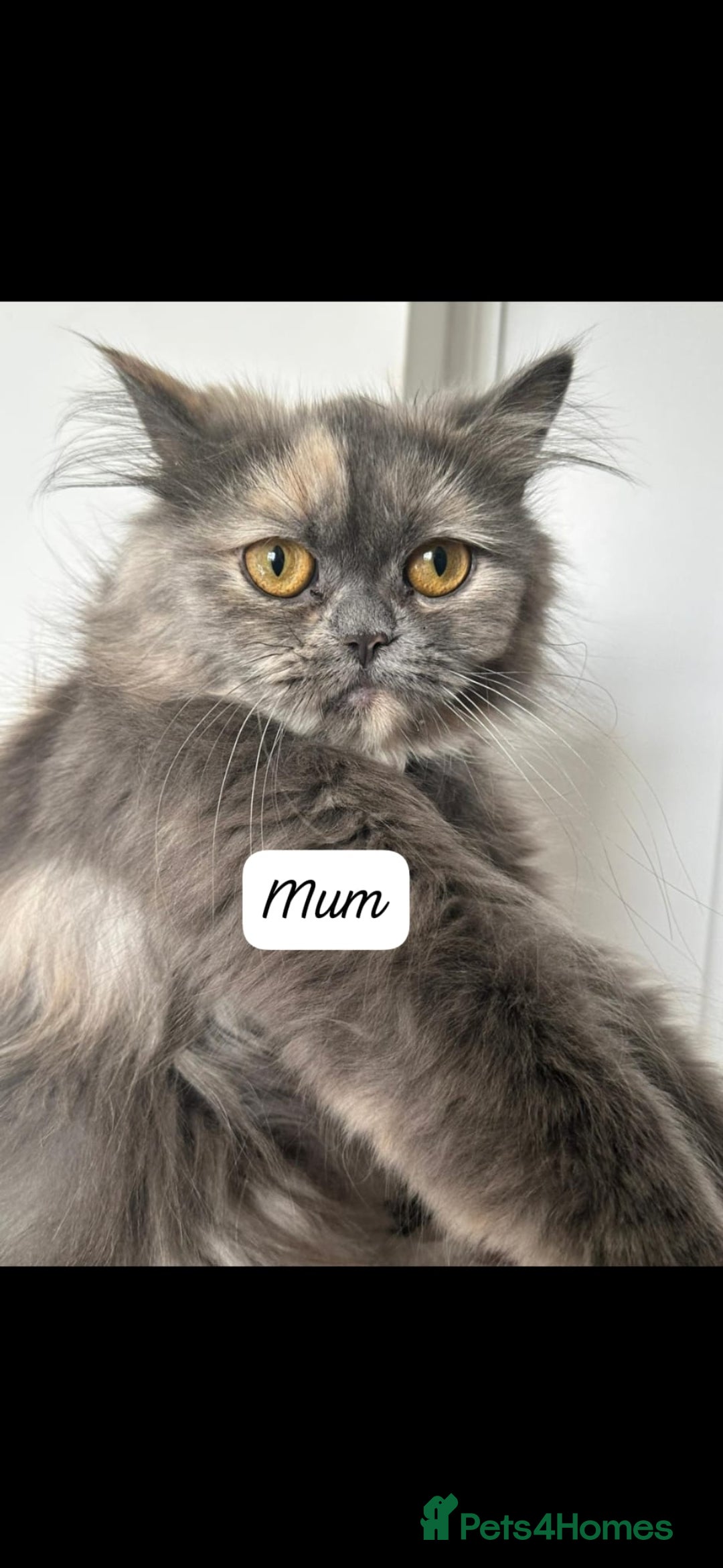 Persian cats for sale: STUNNING 2 Persian Femal Adorable Kittens! - Image 4