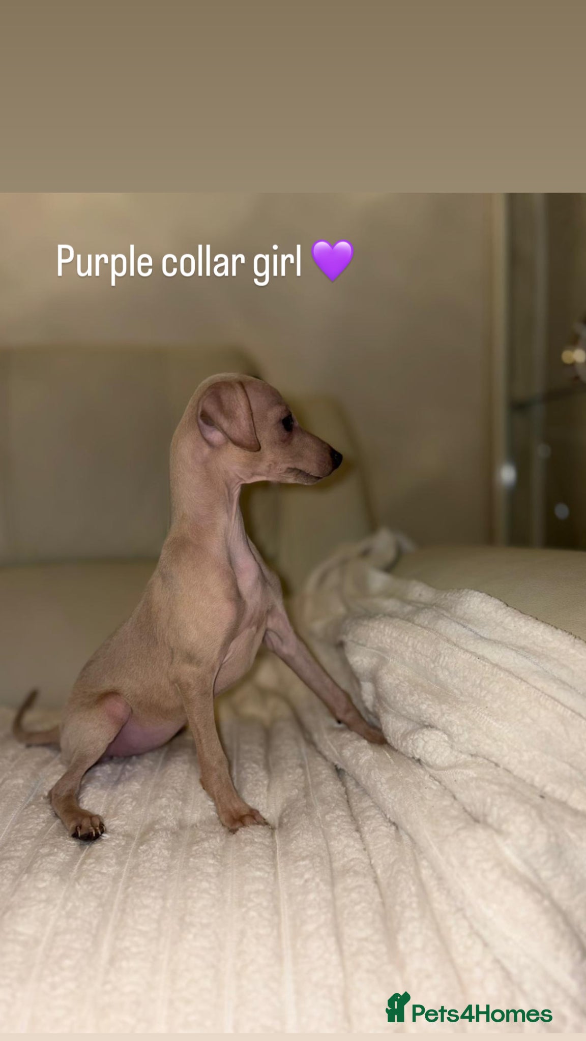 Italian Greyhound dogs Ready to leave last girl and 4 boys Kc registered - Advert 6