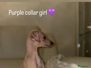 Italian Greyhound dogs Ready to leave last girl and 4 boys Kc registered - Advert 6