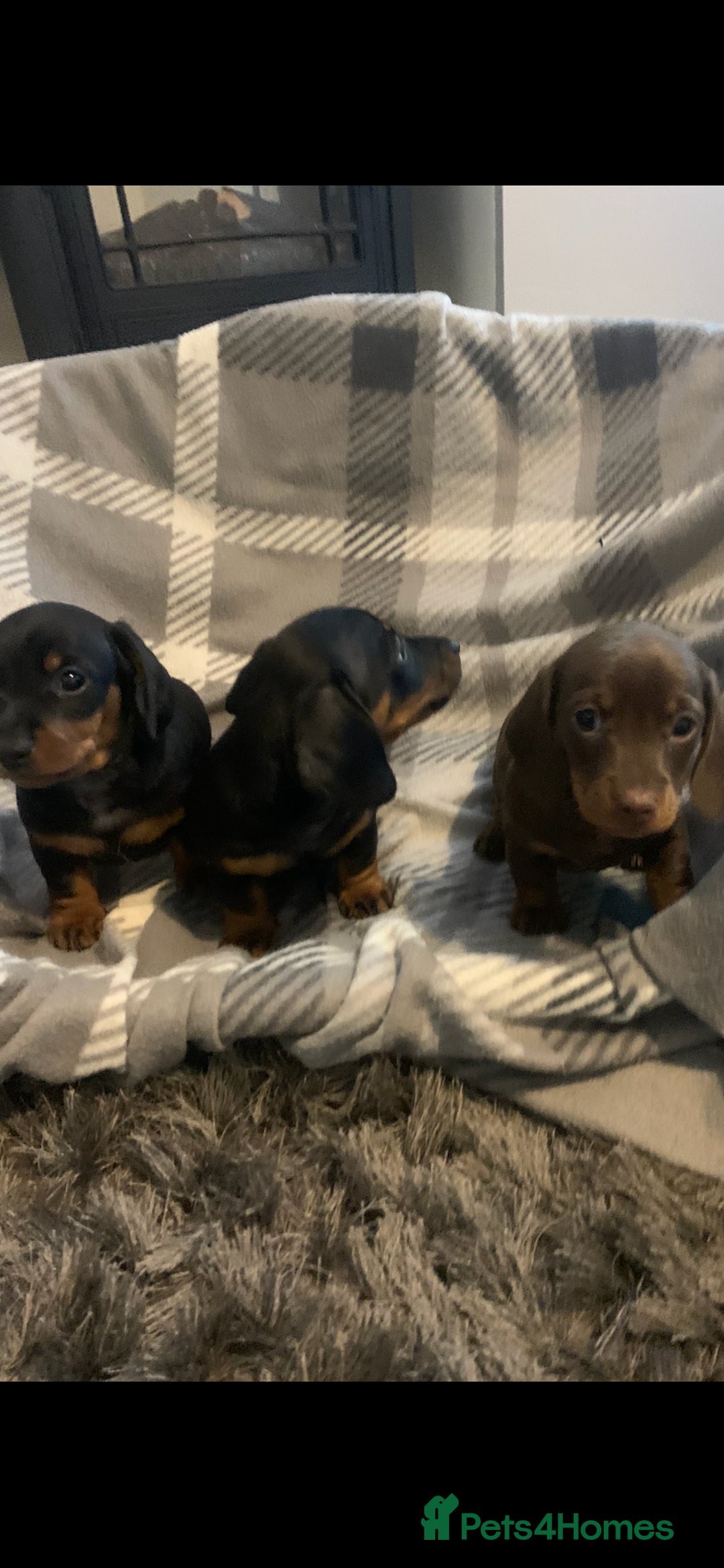 Dachshund dogs for sale: Daschund miniature  - Image 5