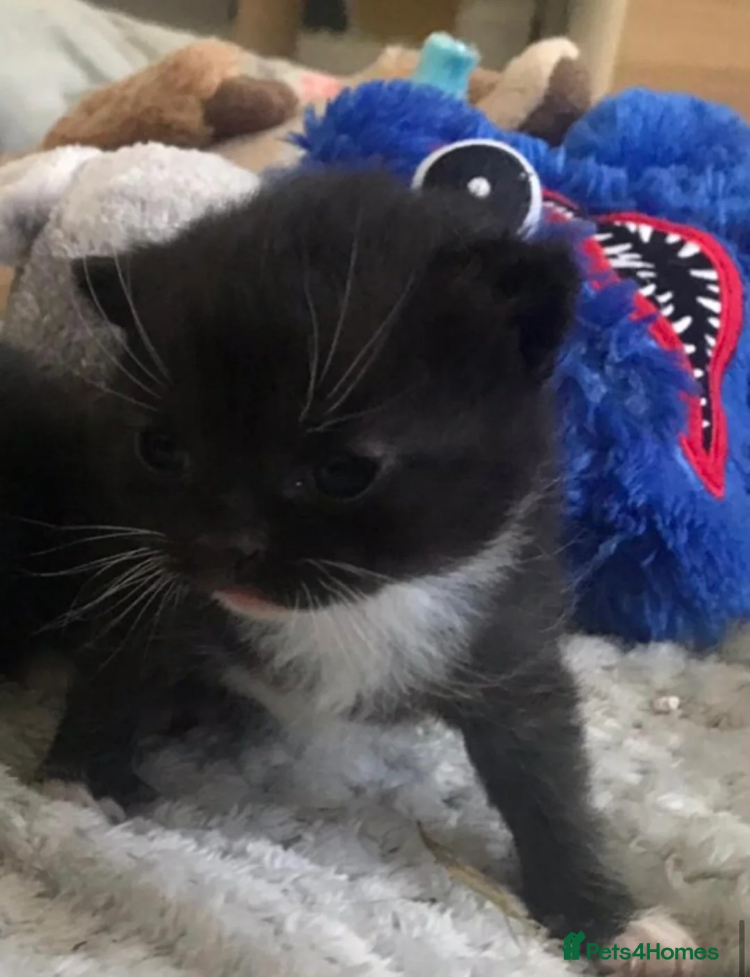 British Shorthair cats for sale: Adorable kittens girls and boys available  - Advert 41