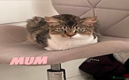 Russian Blue cats for sale: Kittens for sale  - Image 6