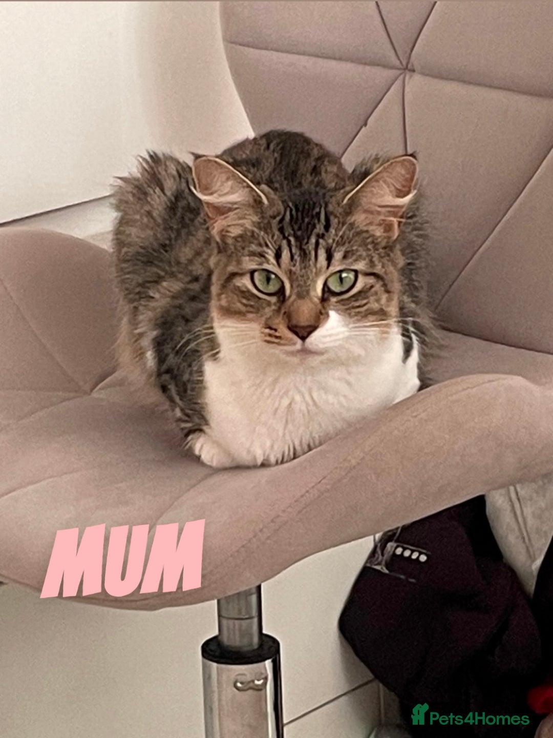 Russian Blue cats for sale: Kittens for sale  - Image 6