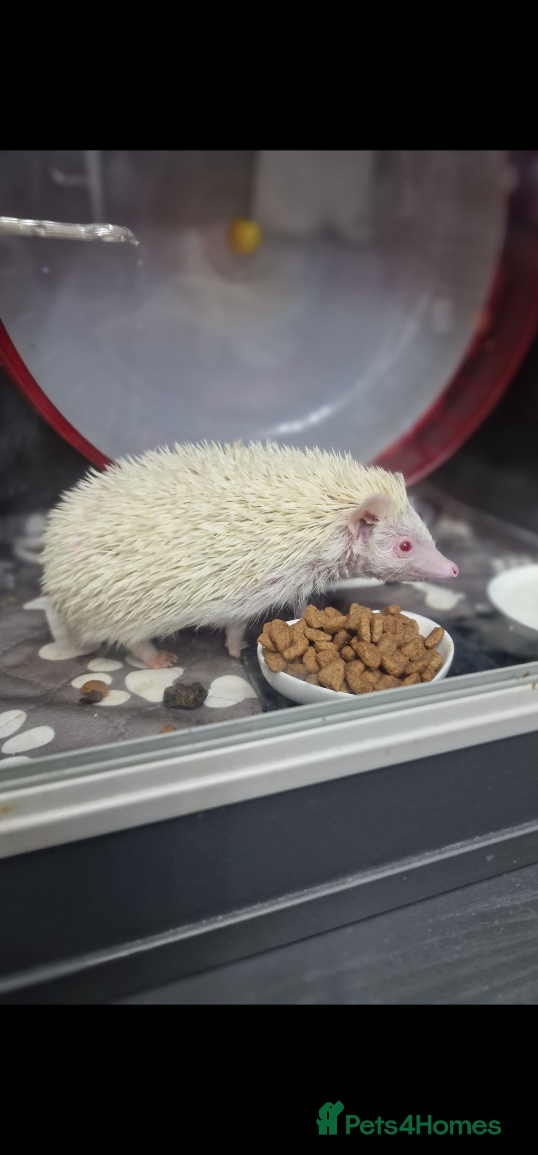 Pygmy Hedgehog rodents for sale: Two African pygmy hedgehog  - Advert 3